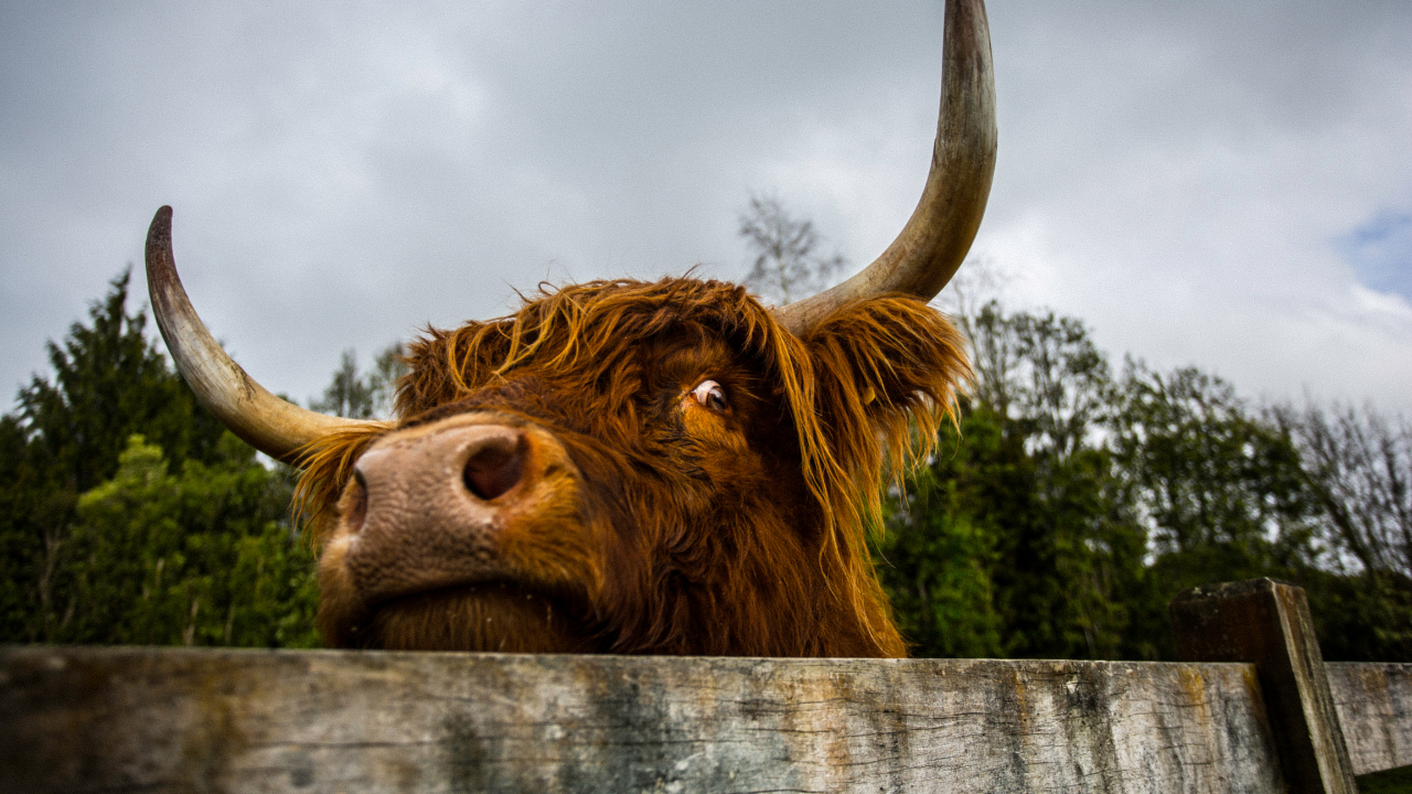 mini highland cows for sale