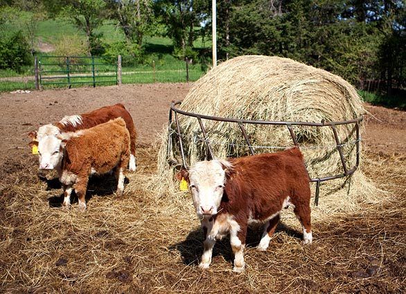how much is a mini cow for sale how much is a mini cow for sale