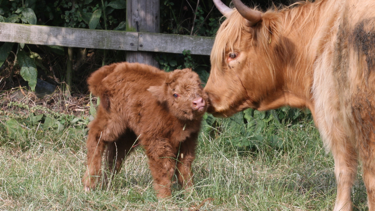 micro mini cows for sale
