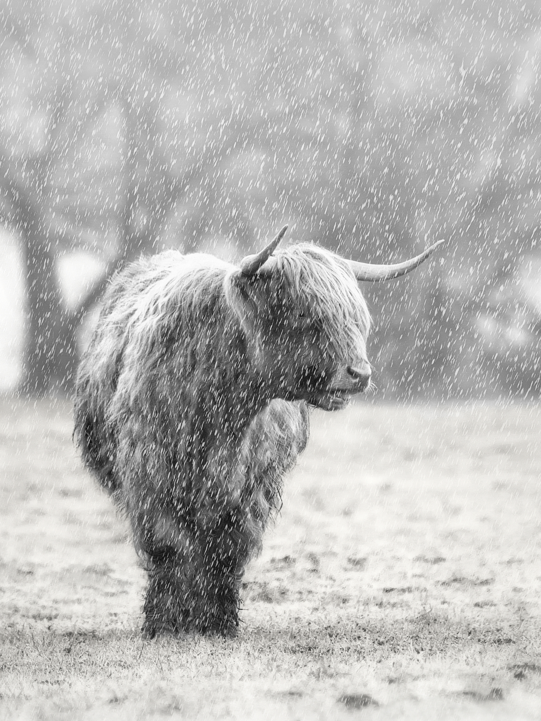 how much is a mini cow for sale