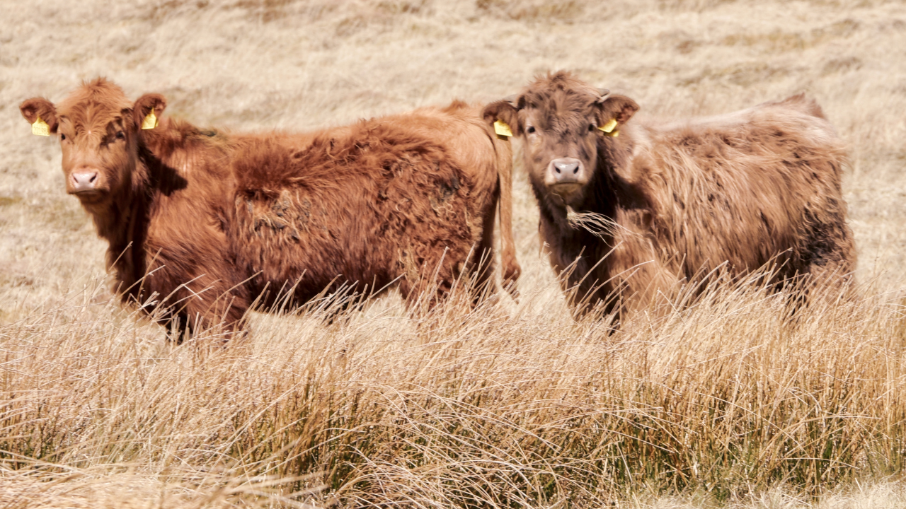 how much is a mini highland cow for sale