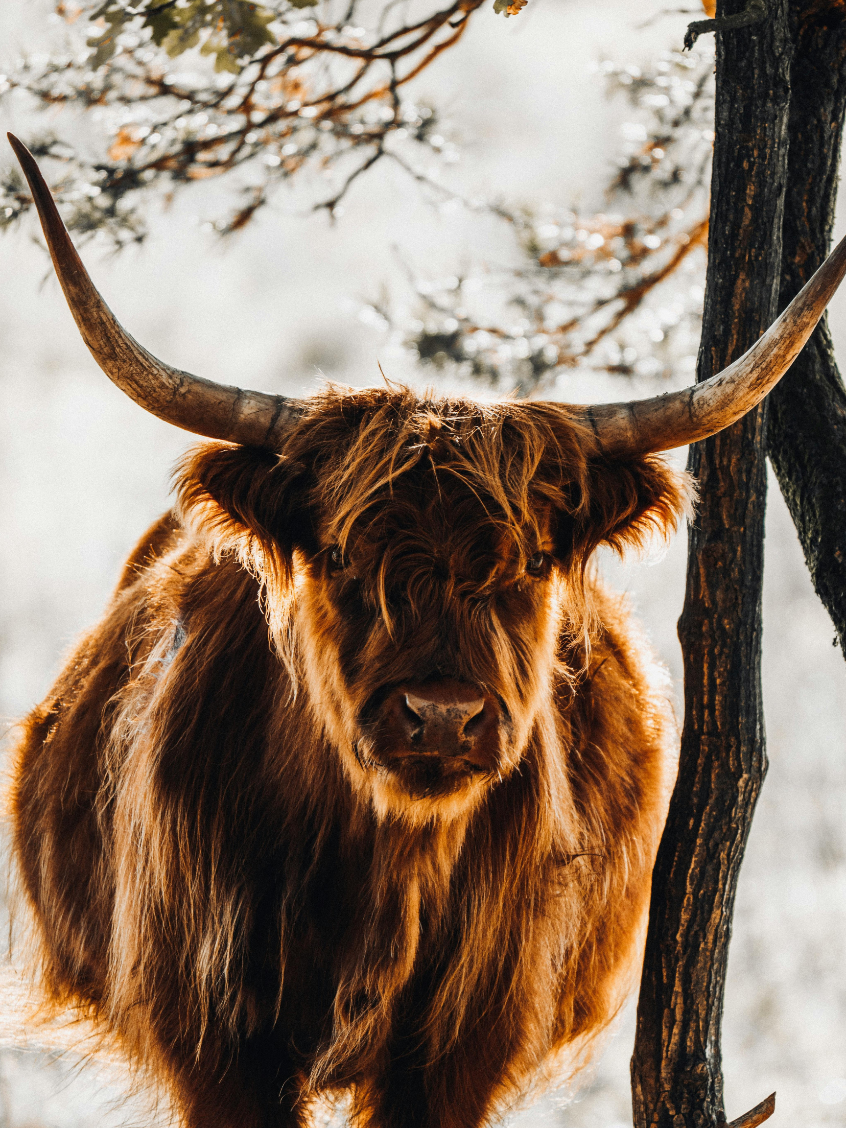 how much are mini cows for sale