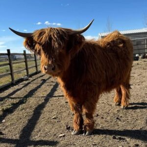 Ruben Mini Highland For Sale | Buy Mini Highland Cows Online
