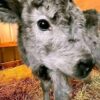 Banial Micro Highland For Sale | Miniature Highland Cow