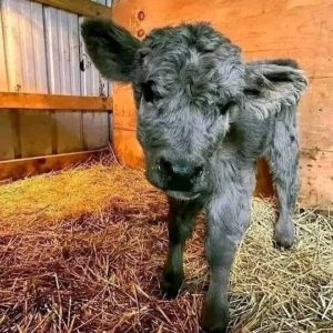 Banial Micro Highland For Sale | Miniature Highland Cow
