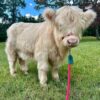 Mini Highland Cow For Sale
