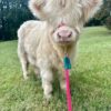 Mini Highland Cow For Sale
