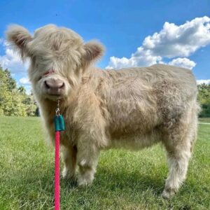 Dante Mini Highland Cow For Sale