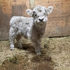 Buy Humphrey Mini Cows For Sale