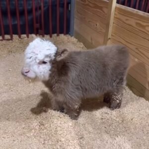 Mini Highland Cows For Sale