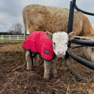 Baby Bry Mini Highland Mini Cow For Sale