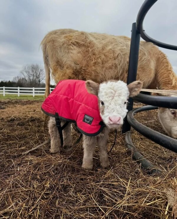Baby Bry Mini Highland Mini Cow For Sale