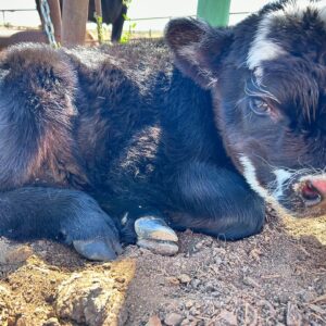 mini highland cow for sale