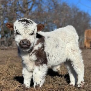 Dave Mini Cows For Sale Online | Mini Cows For Sale Near Me