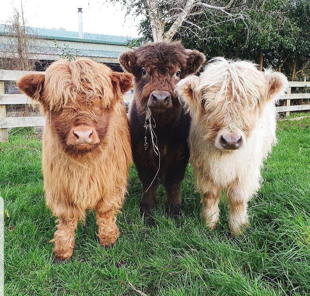 how much is a mini cow for sale how much is a mini cow for sale