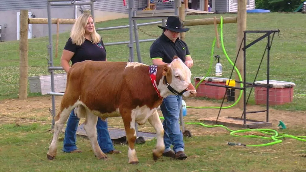 how much are mini cows for sale how much are mini cows for sale